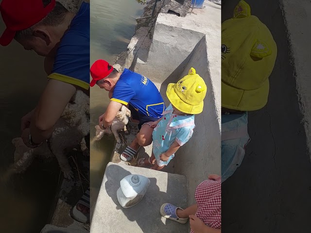 Em Mít được dắt đi tắm #2025 #lananhmesuabap #giadinh #shorts