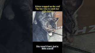 The Kitten Is About To Fall From The Building, A Boy Saves Her