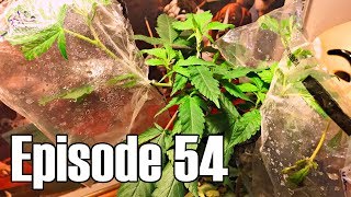 Cannabis Grafts in 5 Days - Episode 54