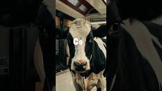 😂😂😂 Приключения Коровы 🐄 #aiartwork #юмор #ai #aivideo #корова