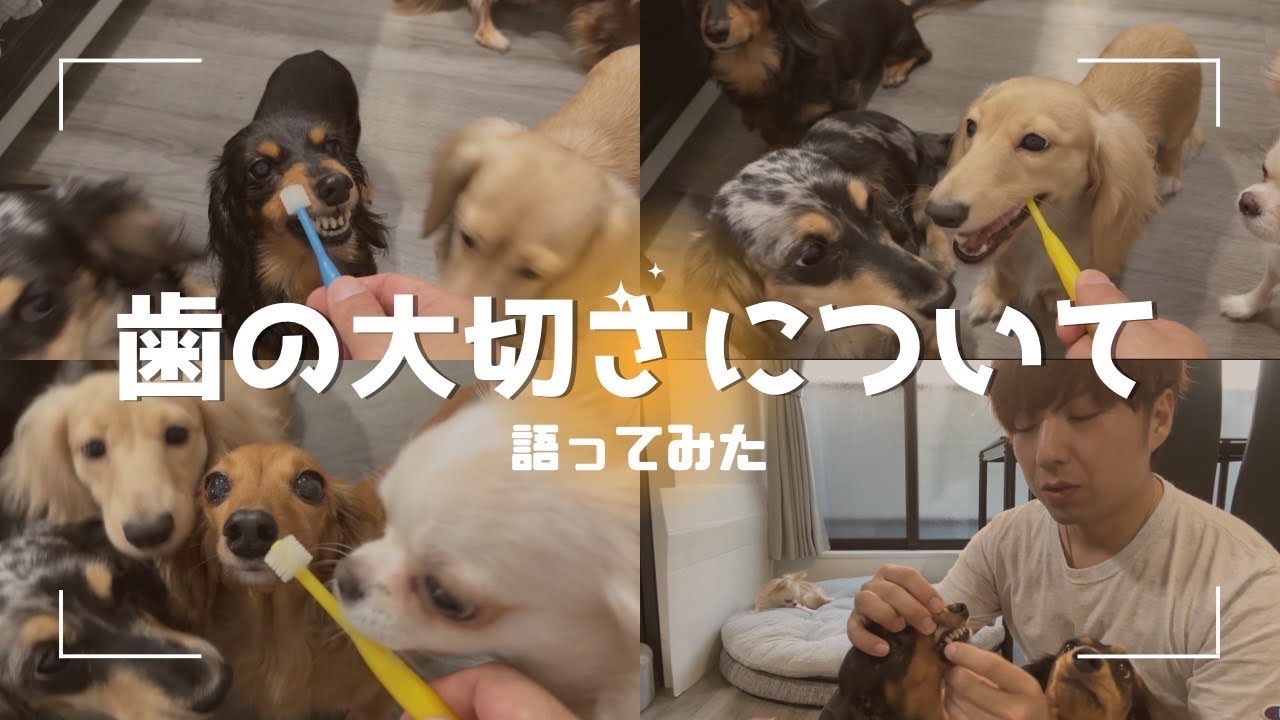 【犬７頭と暮らすおっさん】歯磨きしながら歯の事を語る