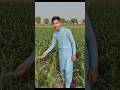 Hamza Daily life village vlog #shortsfeed #ytshorts #trendingshorts #ai