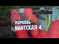 Морковь НАНТСКАЯ 4