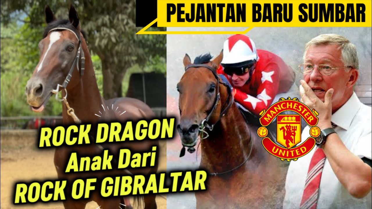 ROCK DRAGON Anak Dari ROCK OF GIBRALTAR Kuda Pacu Milik Alex Ferguson X Manajer MU Manchester UNITED