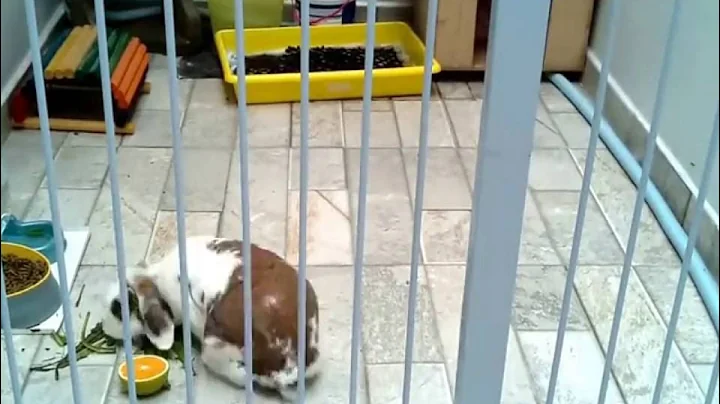 Bunny timelapse - raspivid - avconv/ffmpeg test 01