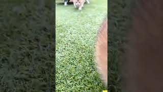 Funny 😆 and so cute baby kitten 2022#cats #kittens #trending