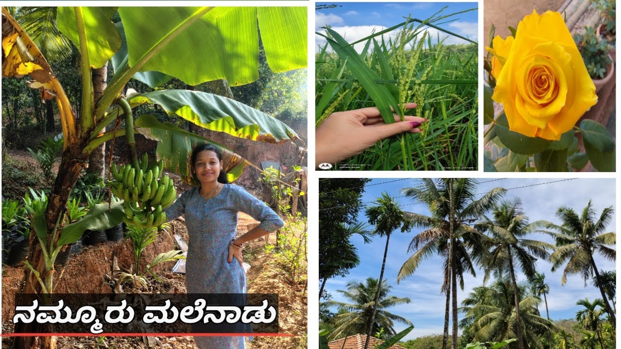 ಒಮ್ಮೆ ನೋಡ ಬನ್ನಿ ನಮ್ಮ ಮಲೆನಾಡ ಸೌಂದರ್ಯ...#malenadu #nature