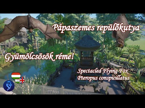 Pápaszemes repülőkutya: a denevér, amely 60 000 magot szór el egyetlen éjszaka