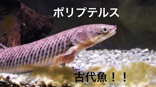 古代魚 ポリプテルスパルマス Youtube