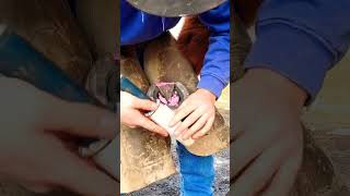 Shoeing Foundered Horse Fudge Special Shoes Hoof Restoration Oddly Satisfying