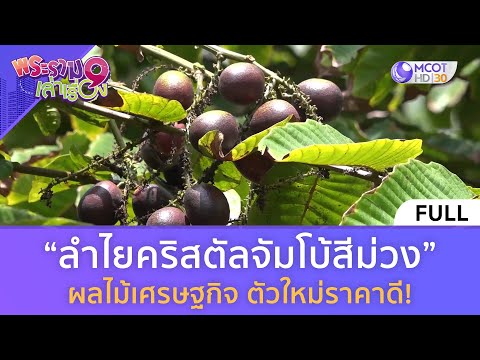 (คลิปเต็ม) “ลำไยคริสตัลจัมโบ้สีม่วง” ผลไม้เศรษฐกิจตัวใหม่ราคาดี! (27 เม.ย. 67) 