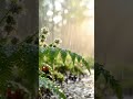 Fresh Rain Garden Sanctuary Soothing Sounds for Sleep #rainsounds #naturesounds  #NeruvaRelaxation