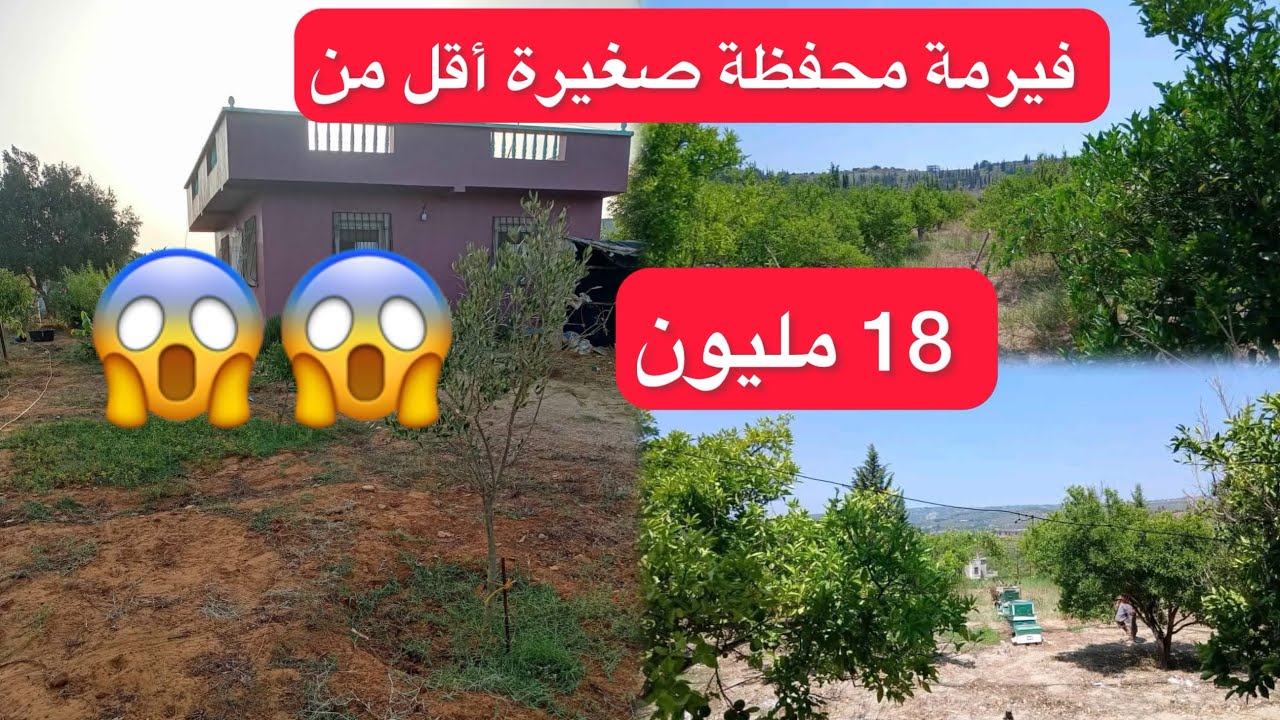 فيرمة صغيرة محفظة فيها اشجار زيتون فيها شجرة اليمون وفيها أيضا أشجار شفرجل فيه هادشي كامل ب 18 مليون