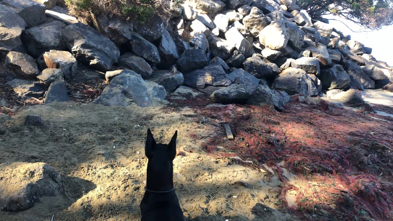 Doberman squirrel management