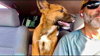 I THINK MEADOW'S AN AKITA/SHEPHERD MIX - SHE'S GROWING RAPIDLY! Her First Outing & Socialization... by Off-Grid Backcountry Adventures 11,150 views 2 months ago 14 minutes, 40 seconds