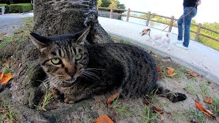 他の猫を触ると、嫉妬して何処かへ行ってしまうキジトラ猫