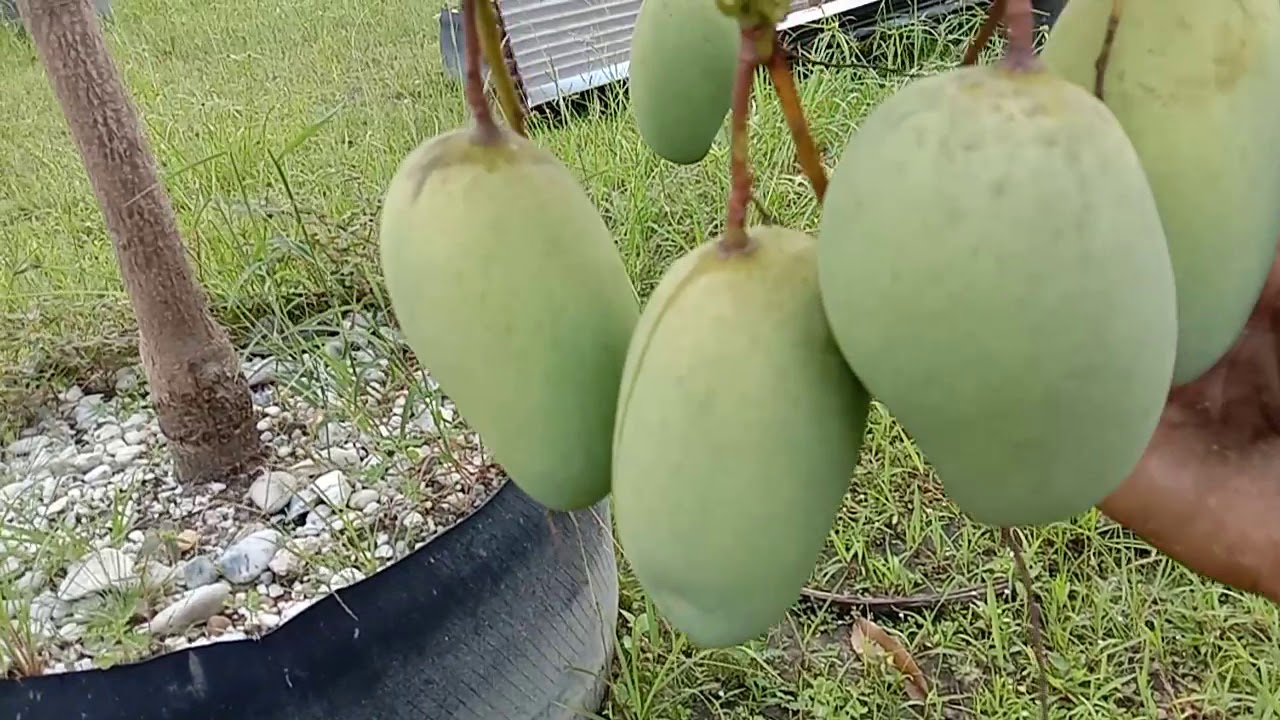  POHON  MANGGA  RENDAH RIMBUN BERBUAH  DI RUMAH OM RIZAT YouTube