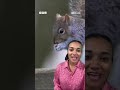 Rare white squirrel spotted in South Wales! | Newsround #shortsfeed