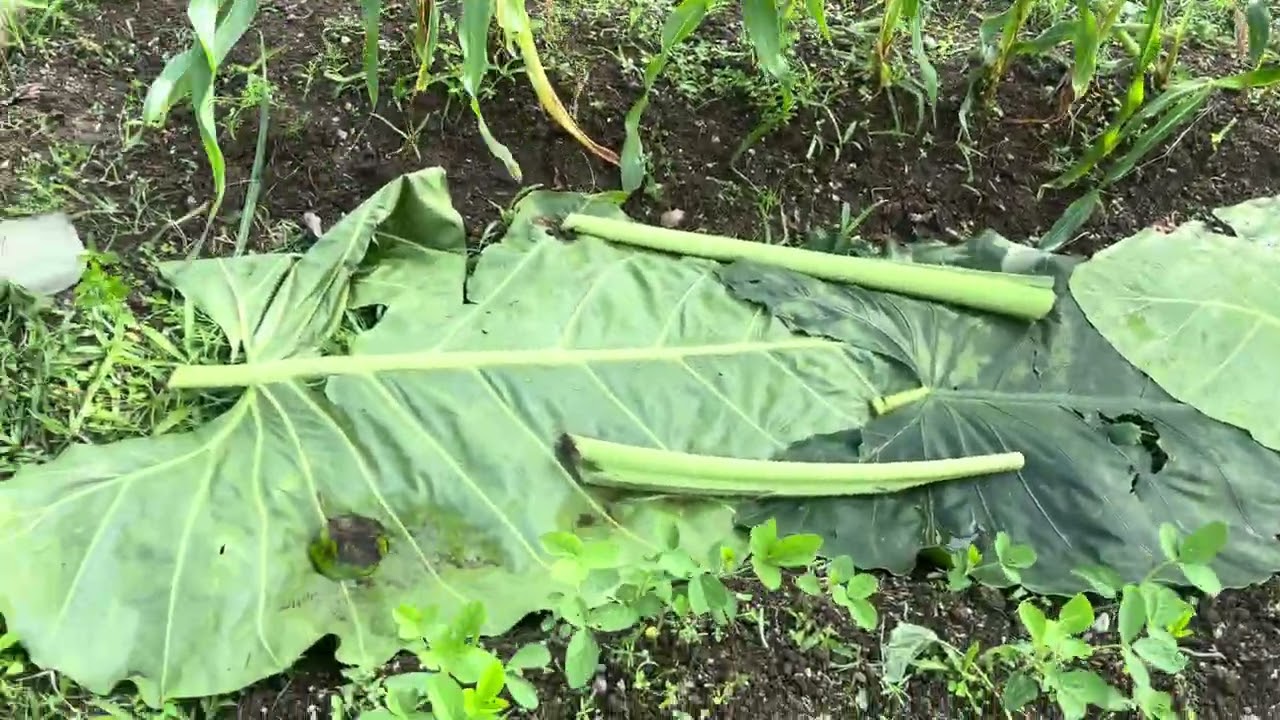 Tropical Philippines gardening@ mad-matt