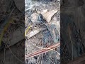 serpente docia q talvez vc nunca viu
