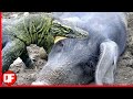 DRAGÃO DE KOMODO COME JAVALI AINDA VIVO!!(Animais Selvagens)