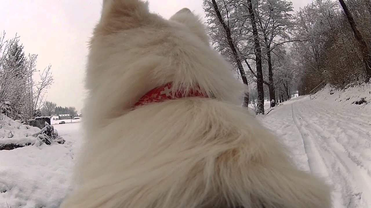 SnowDog YouTube