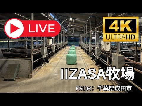 IIZASA牧場 牛舎1 のライブ映像