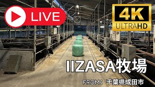 IIZASA牧場 牛舎1 のライブ映像