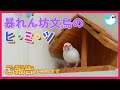 暴れん坊文鳥のヒミツ【ご報告があります】