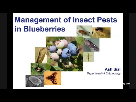 Vídeo: Berry Midge Control - O que é Holly Berry Midge e tratamento