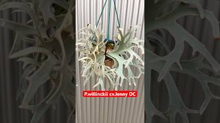 ビカクシダ品種紹介】P.willinckii cv.Jenny OC 胞子つきました