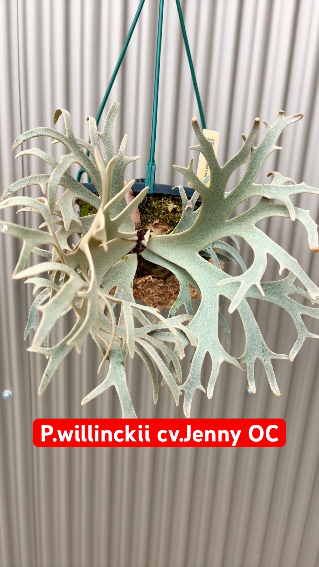 ビカクシダ品種紹介】P.willinckii cv.Jenny OC 胞子つきました
