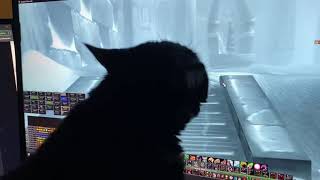 Feral Druid Single Target Rotation