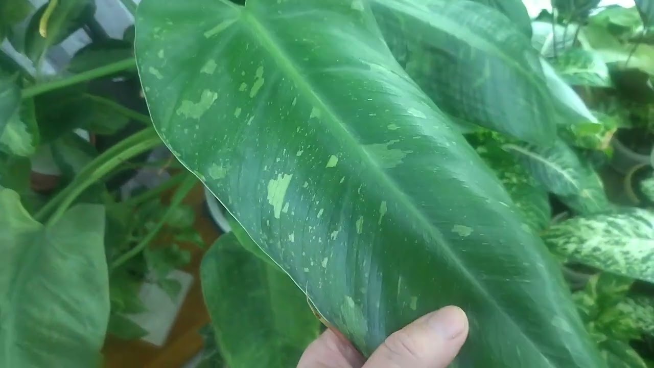 Большой обзор комнатных растений. Ноябрь 2025 г. 