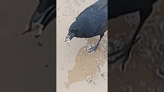 #wildlife #crow #dinnertime #shorts share my chicken he loves it