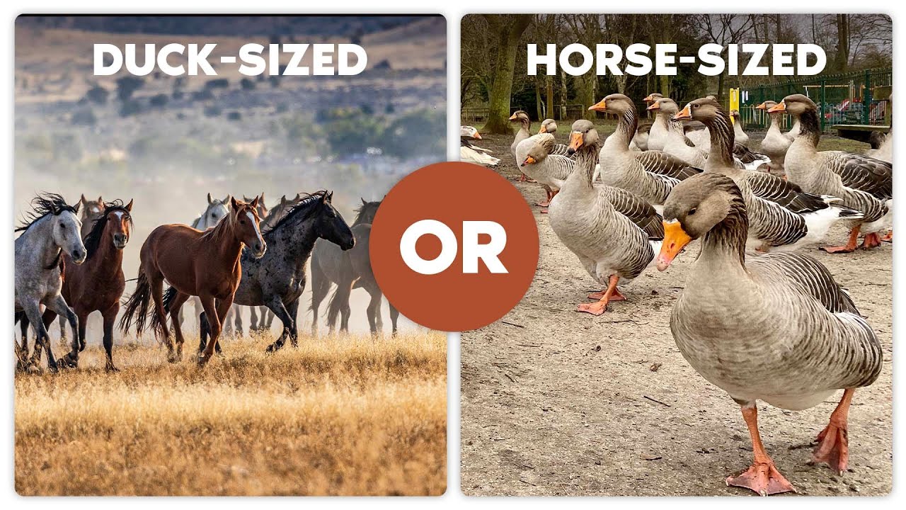 Would You Rather Fight 100 DuckSized Horses Or 1 HorseSized Duck