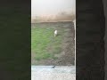 #cat 0#playing #modi