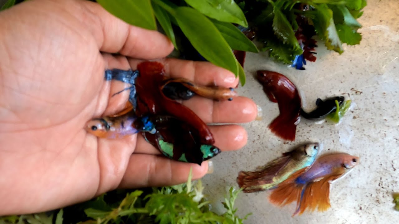 There are so many fish, the colors are all beautiful, they are hiding ...