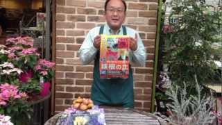 球根の土 商品紹介