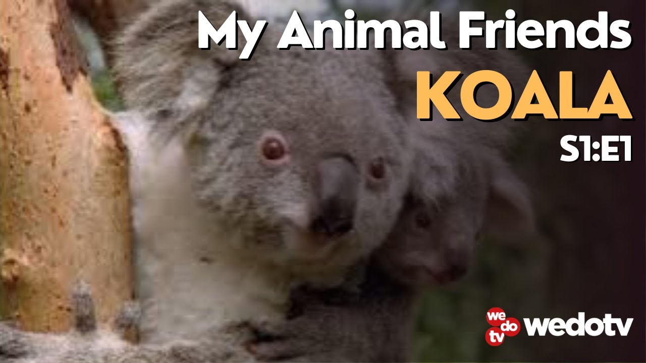 Koala | My Animal Friends S1/E1 | wedotv