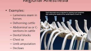 MBC Vet Tech Online Review 5.2 - The Art of Anesthesia
