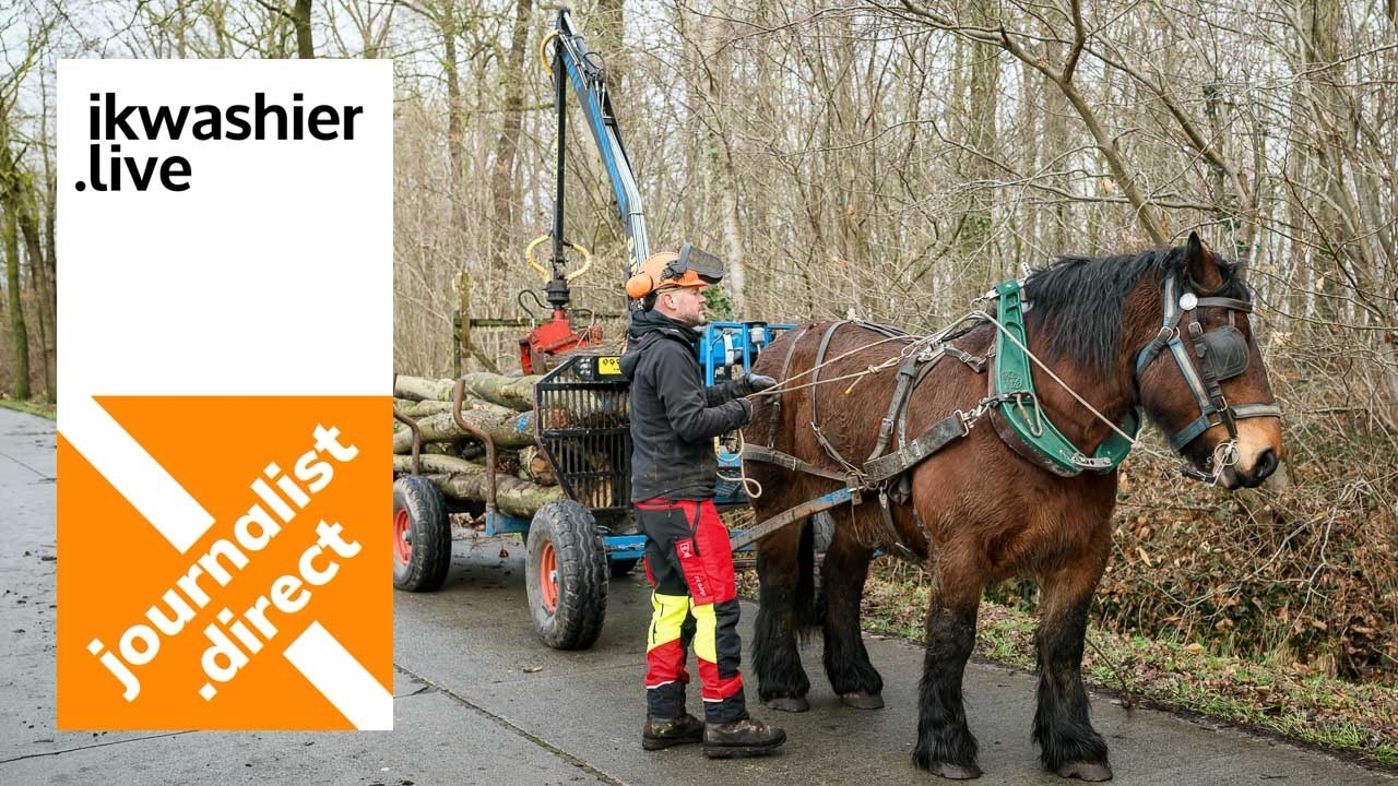 Ardenner trekpaard Winnie helpt bij inrichten klasbos - Bruisende Bossen in Kluizen met BOS+