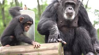 June 2021 Tama zoo chimps Decky grooming Baby Ibuki　イブキをグルーミングするデッキー