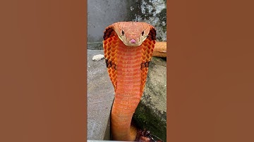 Học và Hỏi - Những loài rắn độc nhất thế giới