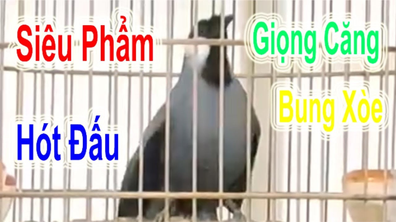 Khướu Bạc Má Siêu Phẩm Hót Đấu - Giọng Căng Lửa Bung Xòe Mạnh Mẽ