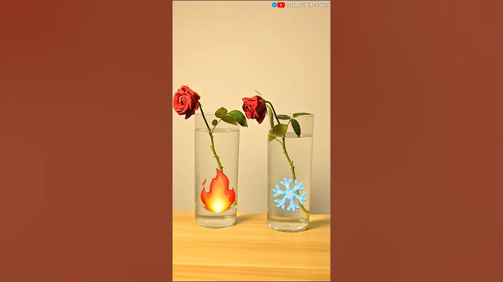 Hot water brings flowers back to life 🌹🥰 #shortsfeed