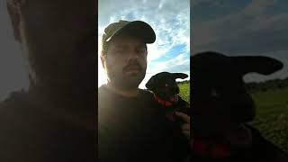 Jagdterrier Peio Esticando As Canelas