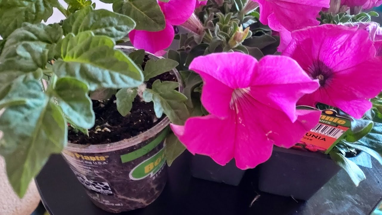 Easy Lasagna, Petunias, A Thank You And A Grocery Haul