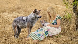 Волчица положила в руки женщины больного волчонка, умоляя спасти её последнего ребенка