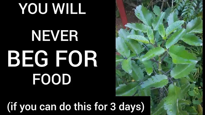 YOU WILL NEVER BEG FOR Food AFTER USNG miracle leaf this way|miracle leaf spiritual uses#miracleleaf